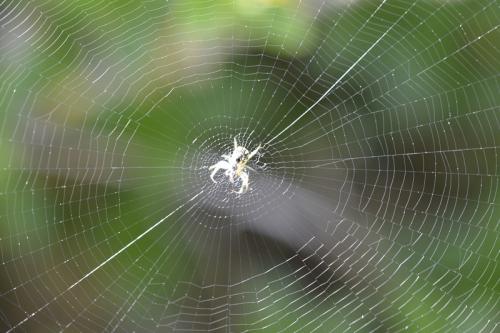 Mangora acalypha